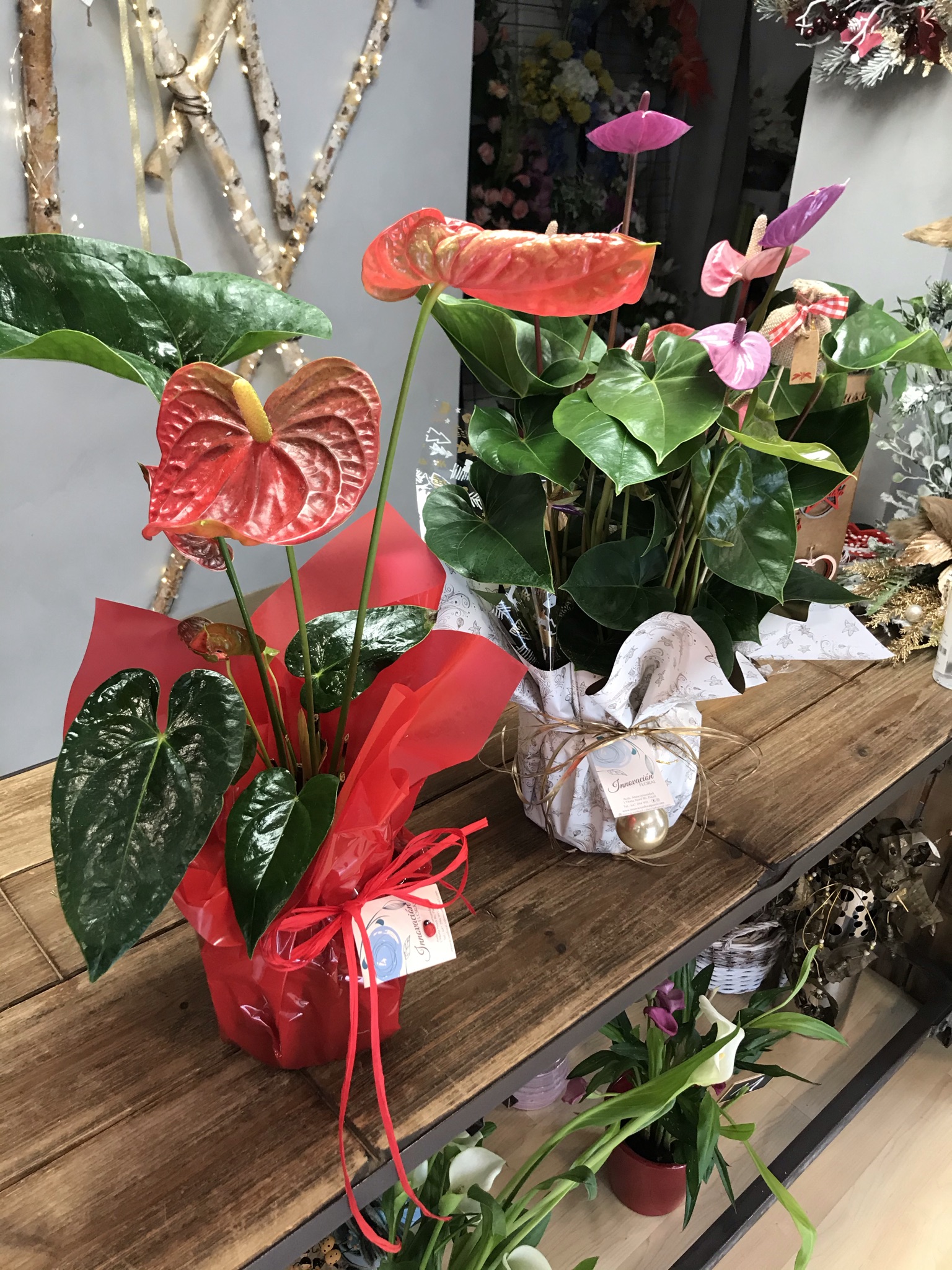 IMG_0641 anthurium en rojo